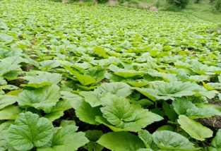 如何種植大黃，收益怎么樣？